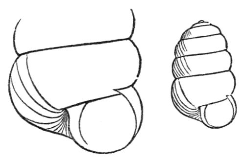 Columella edentula